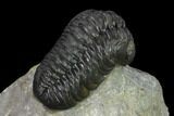 Austerops Trilobite - Nice Eye Facets #137540-4